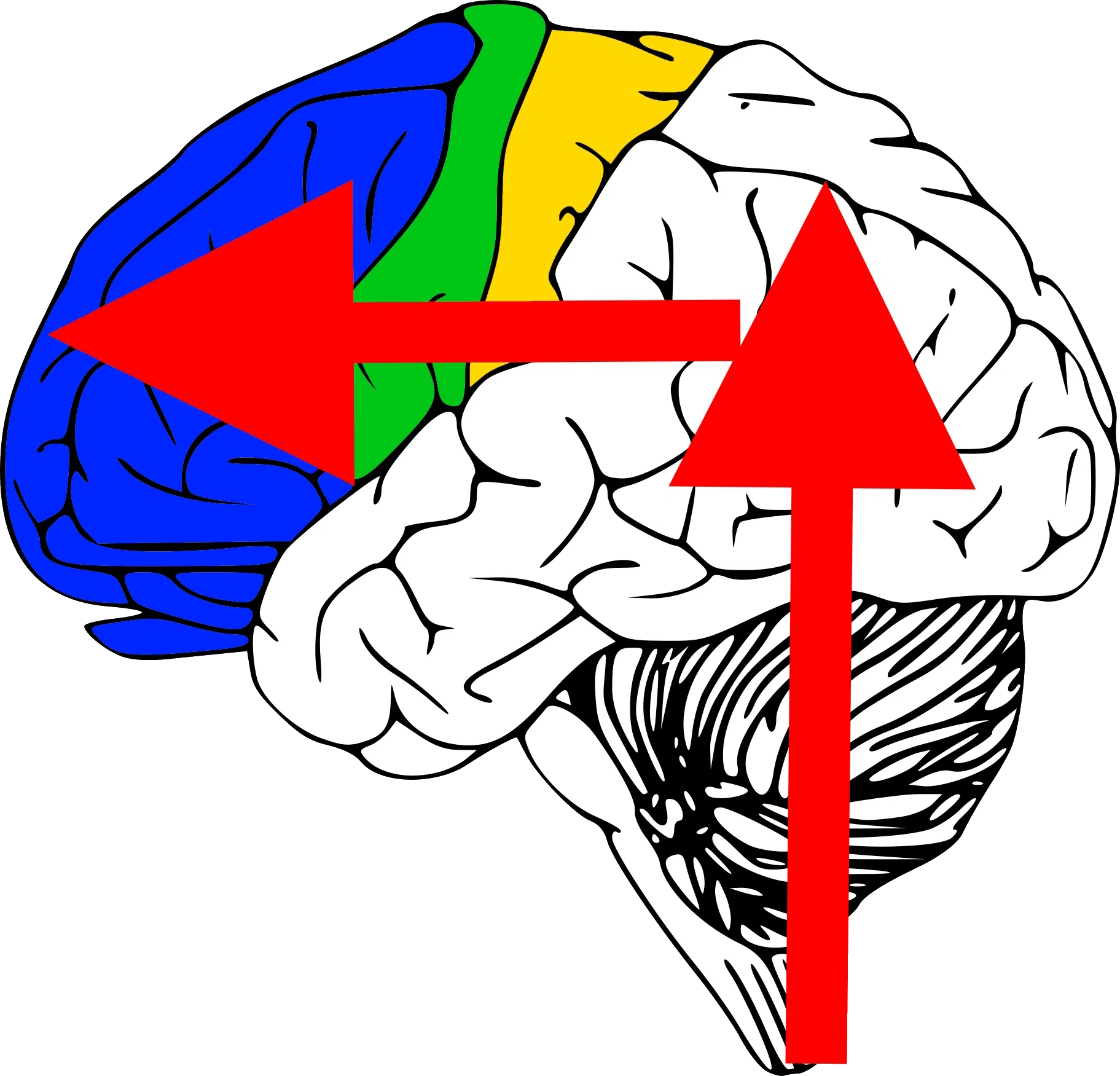 brain feeding pattern sensory motor PFC