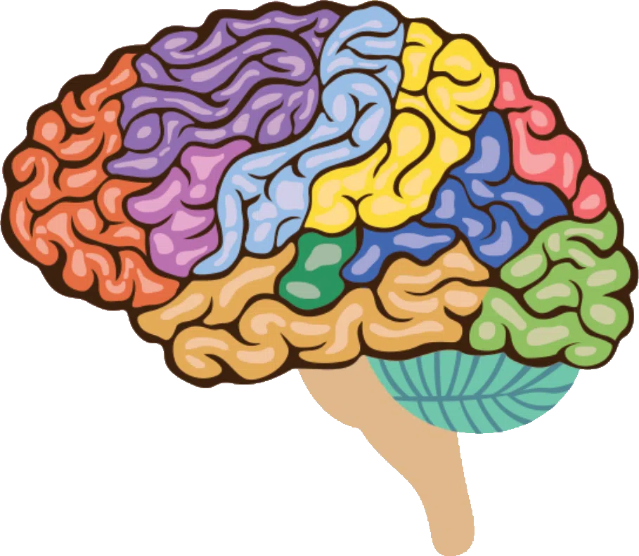 brain regions transparent